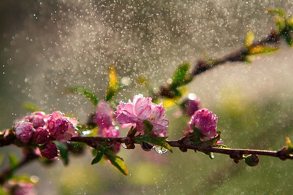 Springtime Magic