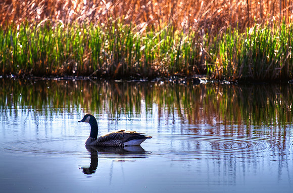 Pond Reflections