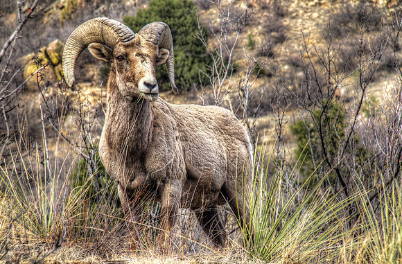 Rocky Mountain Bighorn Sheep