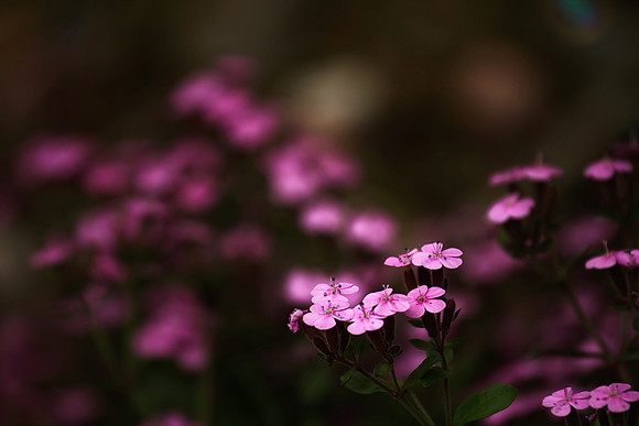Blooming Garden